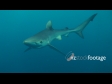 Blue Shark 3A 1365